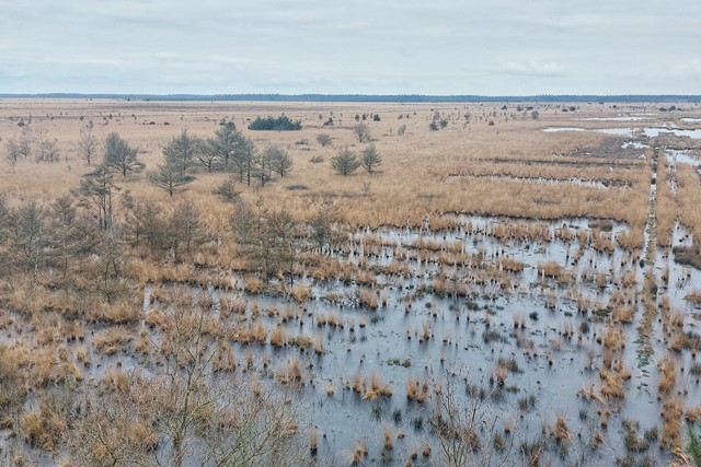 Fochteloërveen, moerasachtig landschap.