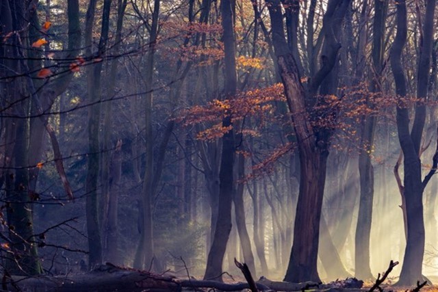 De mooiste wandelroutes in de herfst: Speulderbos