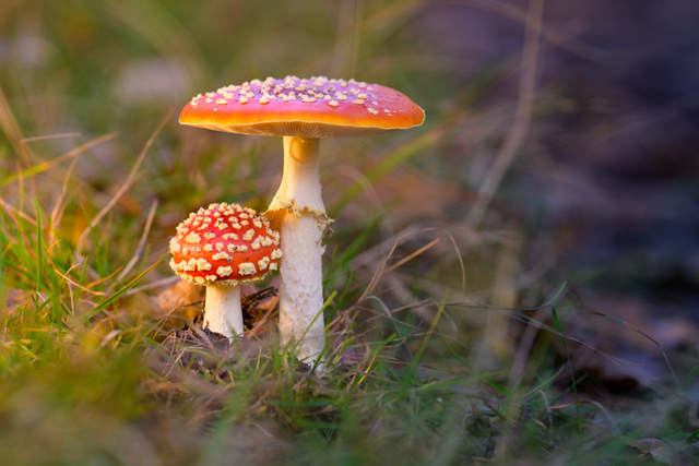 Wandelend Door Scherpenberg En Majuba