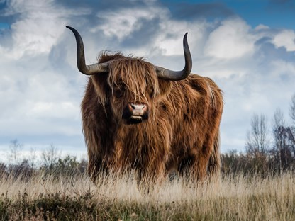 Tips als je gaat wandelen in gebieden met grote grazers