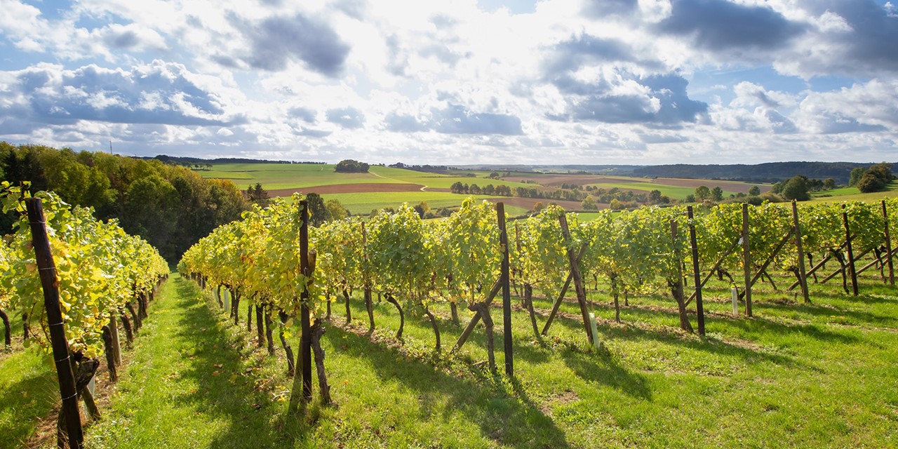 Wijngaarde op de glooiende heuvels in Zuid-Limburg