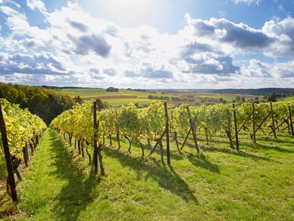 Wijngaarde op de glooiende heuvels in Zuid-Limburg