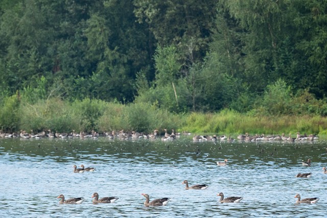 Volop vogelleven op de Venkoelen.