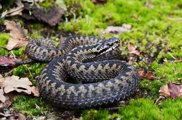Afbeelding 6 | In Deze Wandelgebieden Kun Je Bijzondere Dieren Ontmoeten
