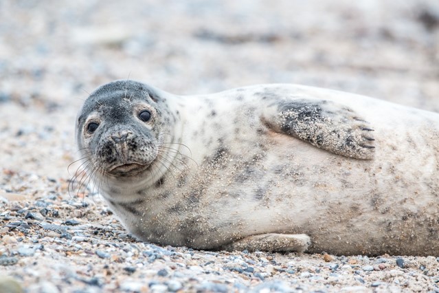 Een zeehond 