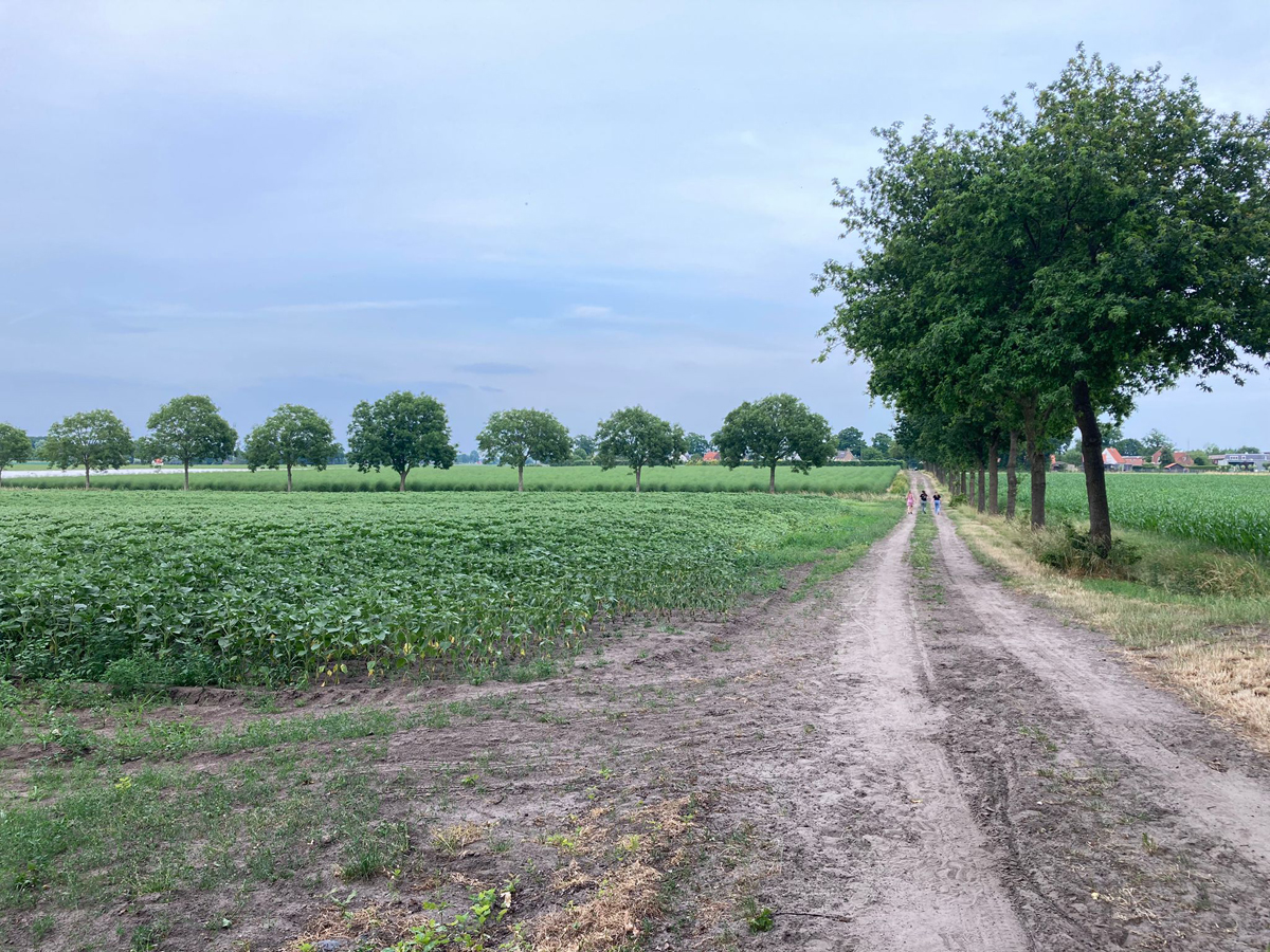 wandelpad door de weilanden