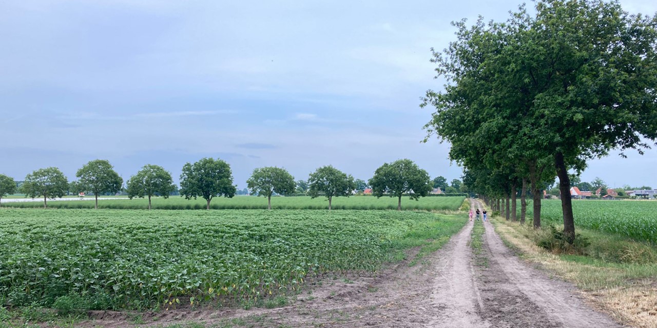 wandelpad door de weilanden