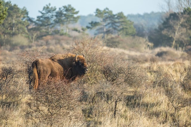 Wisent in Het Kraansvlak in Zandvoort.