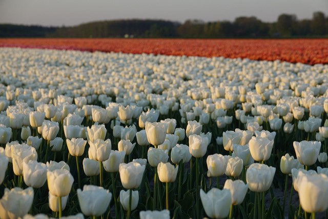 Bollenveld Hogeland