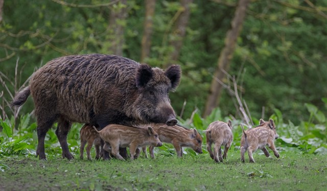 Wild zwijn met biggetjes