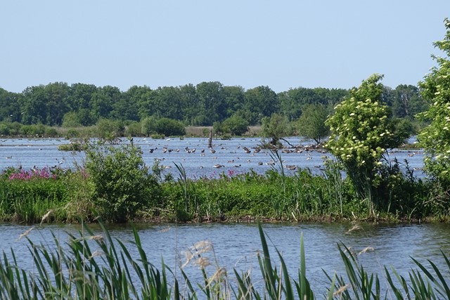 moerasgebied met veel vogels, in de Onlanden.