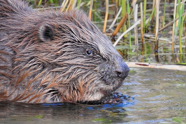 Afbeelding 5 | In Deze Wandelgebieden Kun Je Bijzondere Dieren Ontmoeten