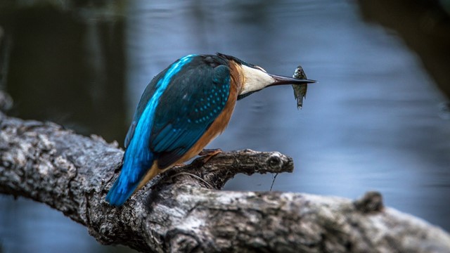 ijsvogel