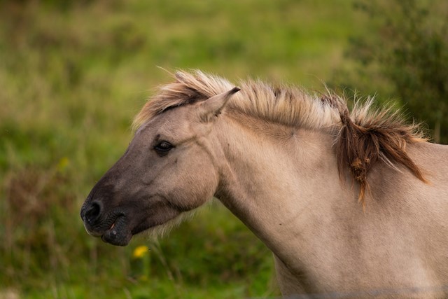 Wandelen tussen de konikpaarden.