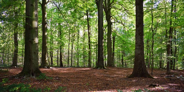 Wandelen Met Kinderwagen Dit Zijn De Mooiste Wandelroutes Mindervalidepad Wisentbos, Flevoland