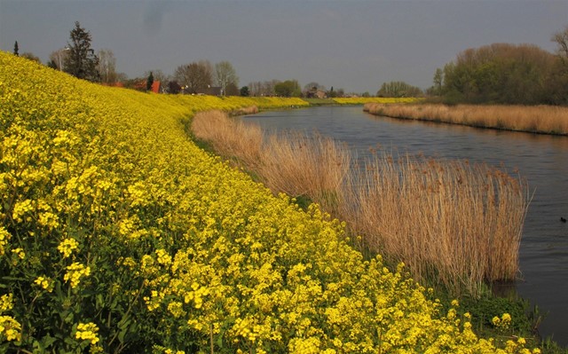 Polderlandschap met gele bloemen