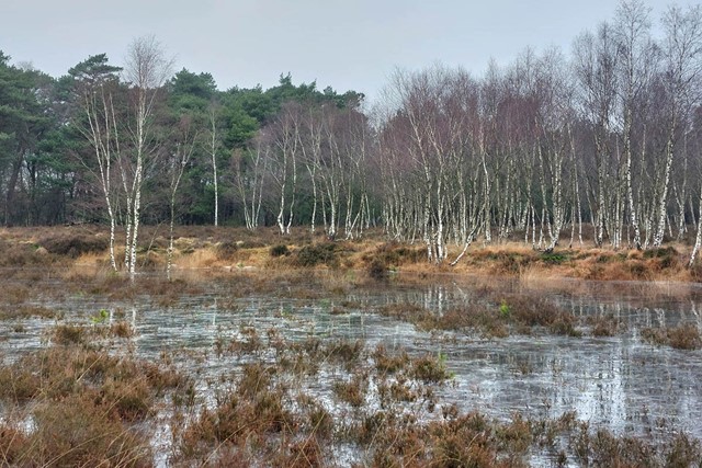  Wandelen in de ijstijd Uddelermeer; Uddelsche Buurtveld