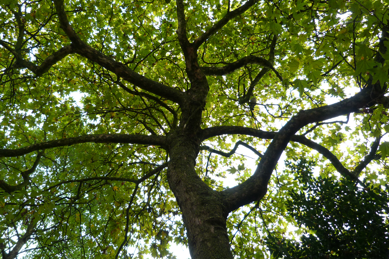 afbeelding van een plataan in de Hortus in Amsterdam.