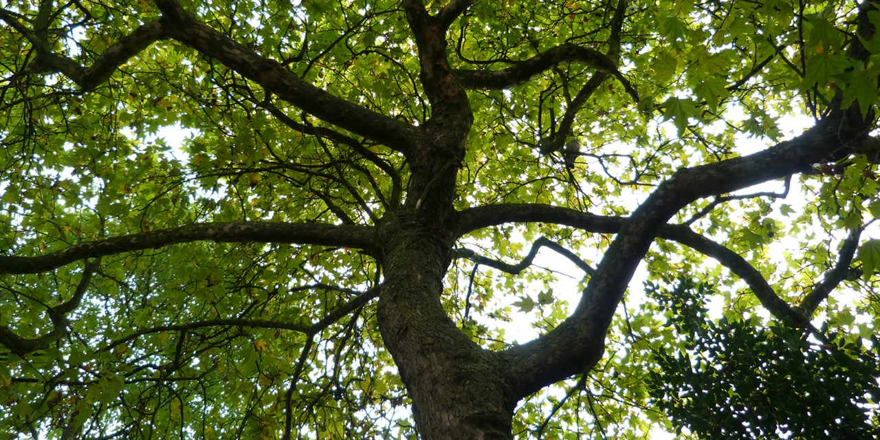 afbeelding van een plataan in de Hortus in Amsterdam.