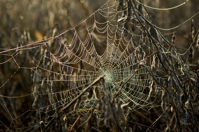 Weersvoorspellingen doen door goed kijken naar de natuur