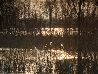 Schittering in rietlanden van Lienden.