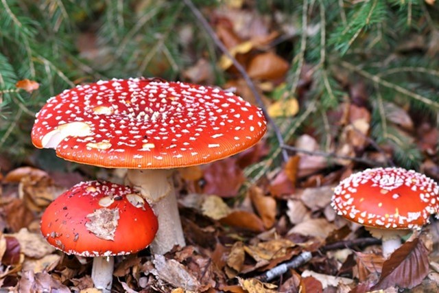 De mooiste wandelroutes in de herfst: Tankenberg