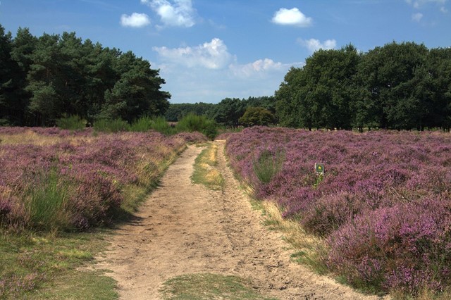 Een ruiterpad op de Westerheide