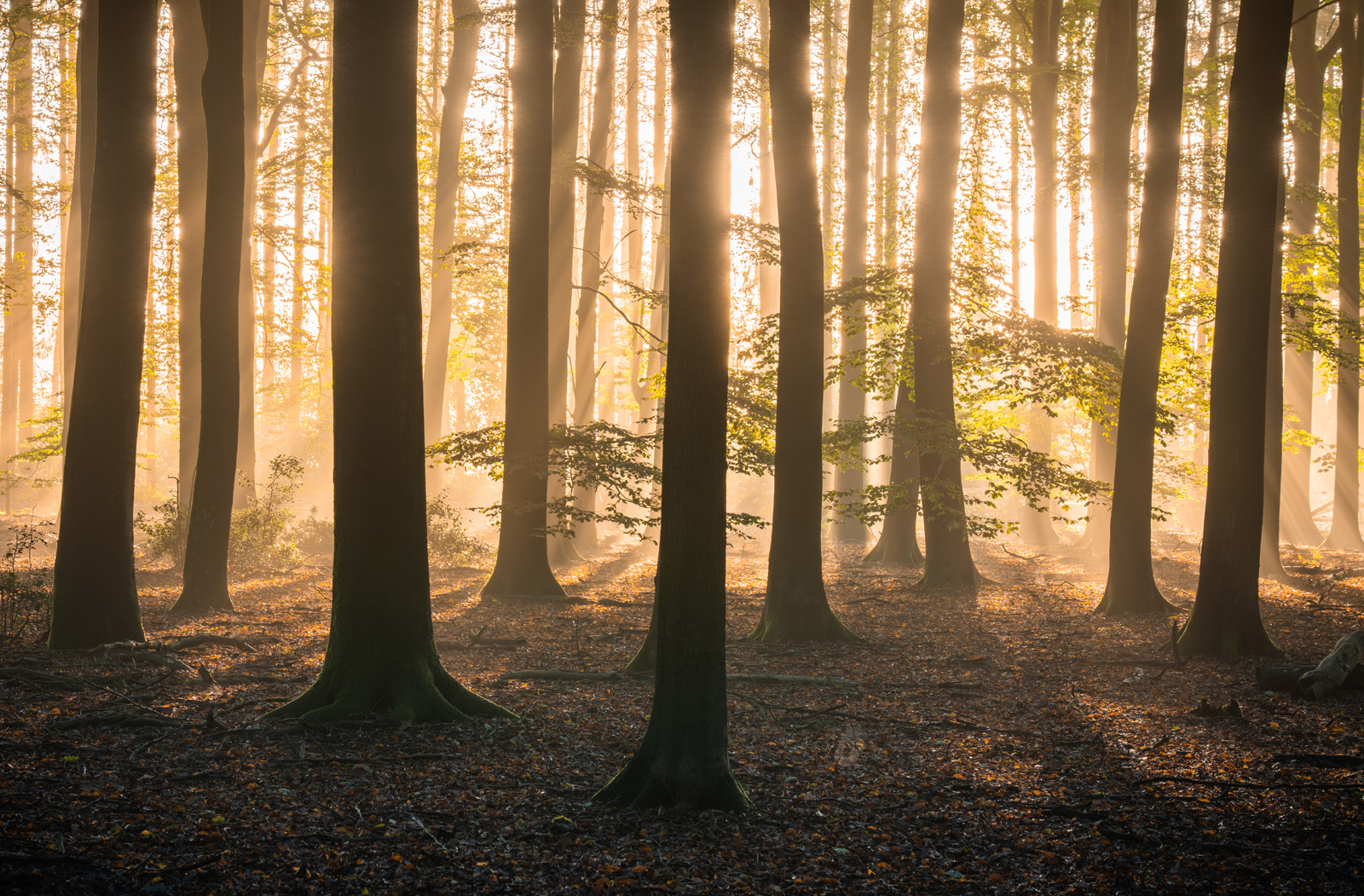 Zonneharpen in het Speulderbos.