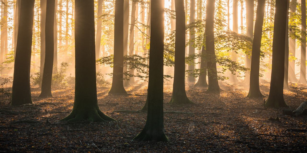 Zonneharpen in het Speulderbos.