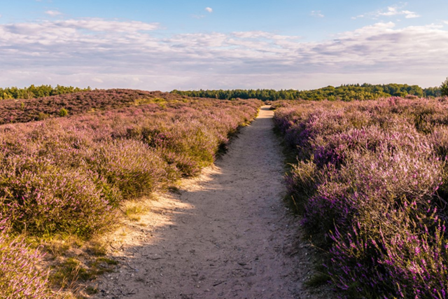 Wandelen Hoge Veluwe 5X De Mooiste Wandelroutes Landschappenpad