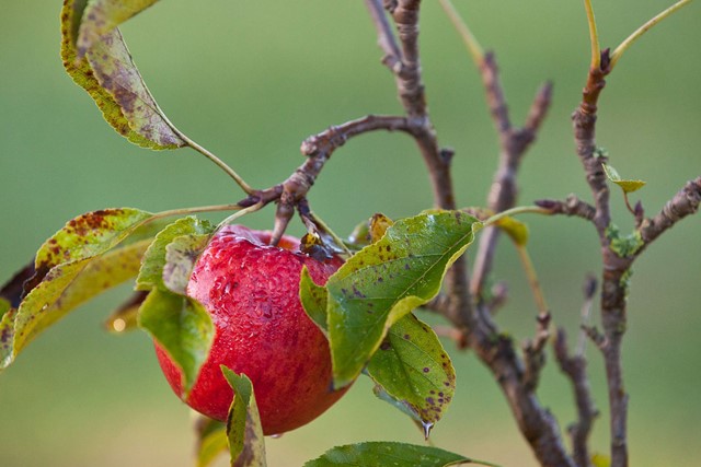 Appelboom.