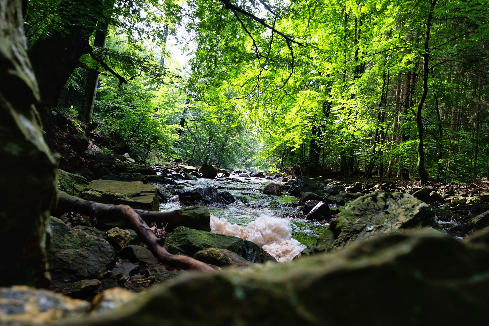  Venntrilogie België; rivier Hoge Venen.
