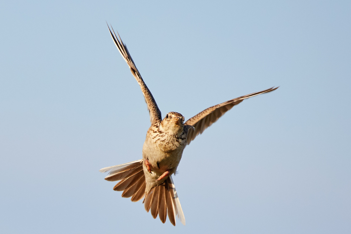 Wandelroute Schoorlse Duinen Noordzeewandeling Vogels Spotten Schoorlse Duinen