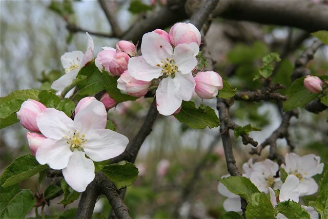 Bloesem aan de Linge. (Foto: © Martha de Jong-Lantink, Flickr)