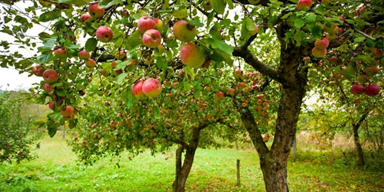 Fruitoogsttocht