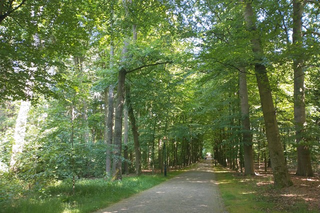 beukenlaan op Landgoed De Paltz