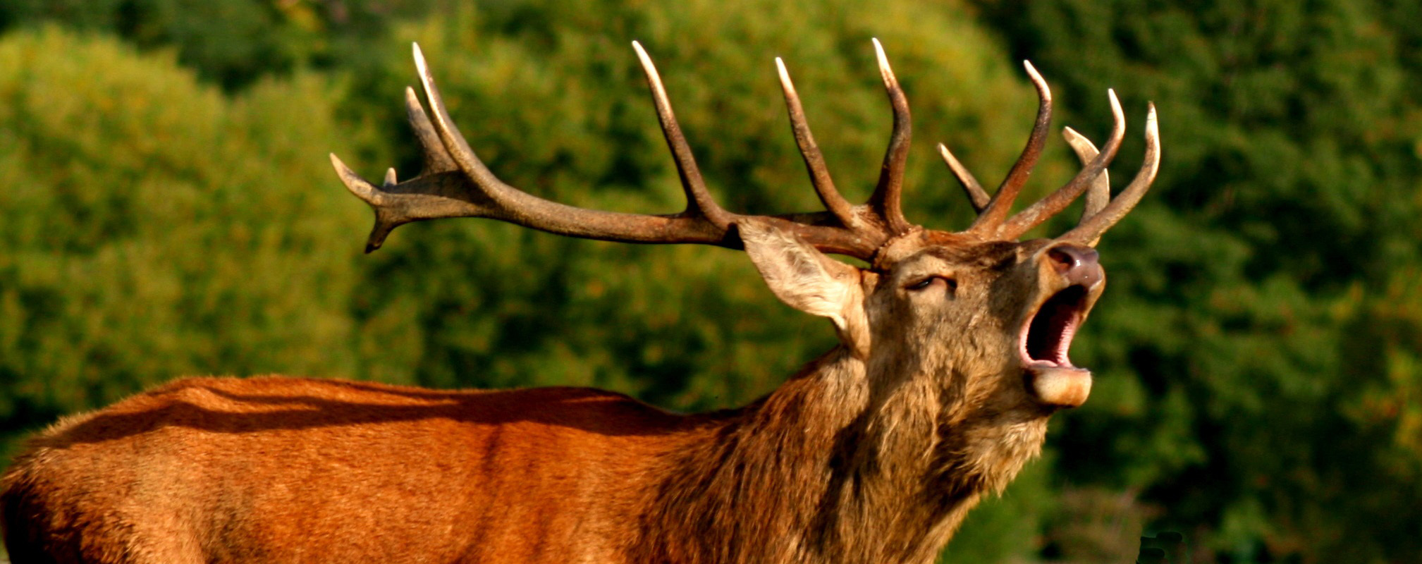 Hanne's Wandelwereld: hertenbronst
