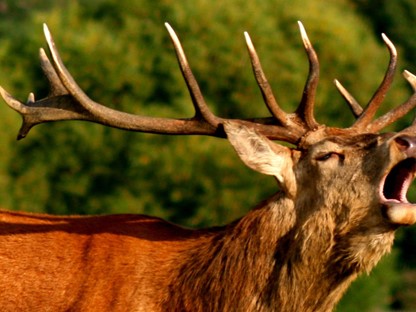 Hanne's Wandelwereld: hertenbronst