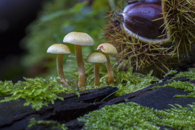 Kastanje En Paddenstoelen