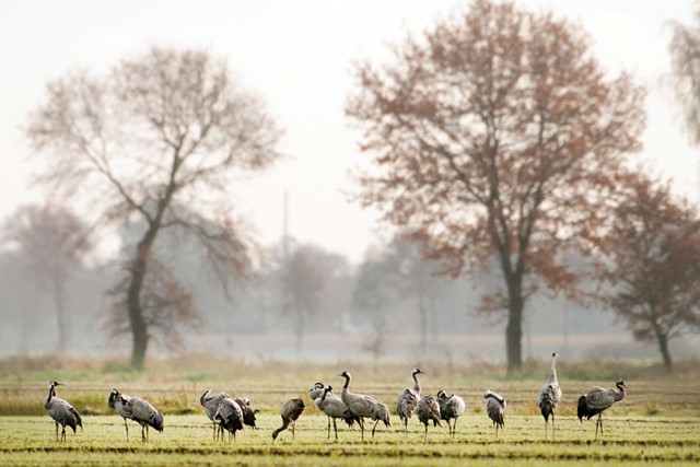 Drie perfecte plekken om vogels te kijken; Kraanvogels