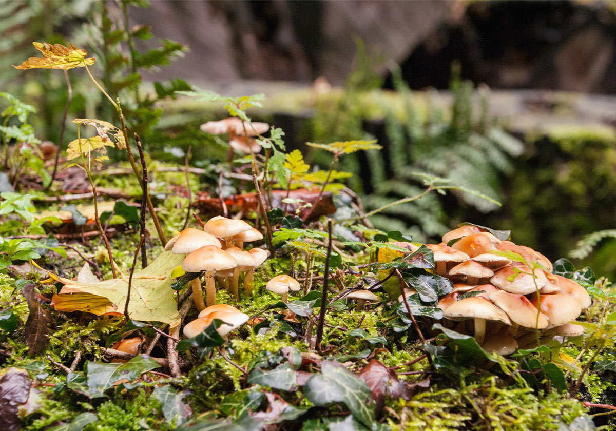 Vijf mooie paddenstoelenwandelingen in Nederland