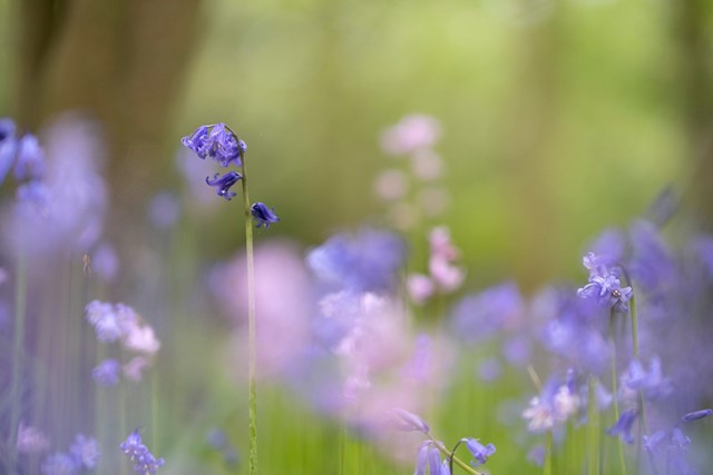 close-up van wilde hyacinten