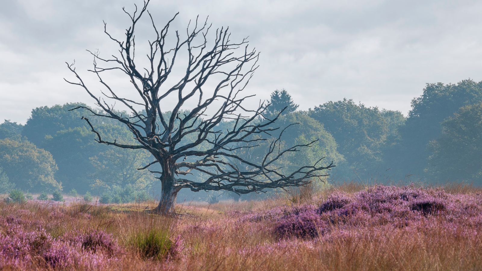 Wandelroute De Kampina Huisvennenroute