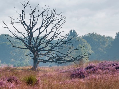 Wandelroute De Kampina Huisvennenroute