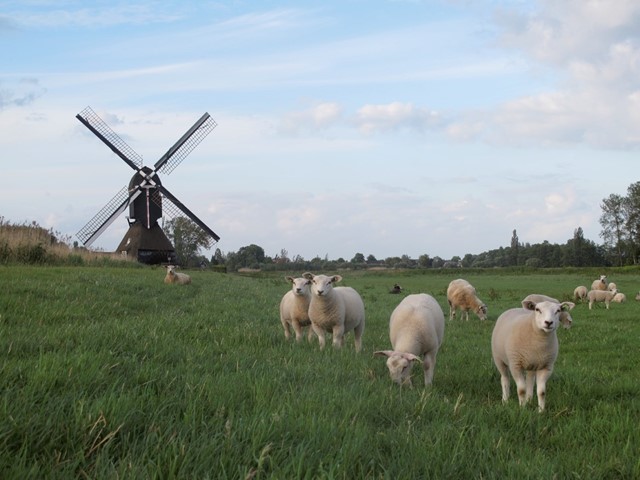 Lammetjes in de wei met een molen op de achtergrond