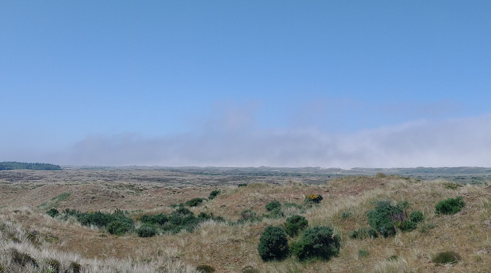 Panorama Van Het Duingebied Lydia Bax Verkleind