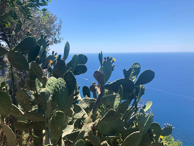 afbeelding van cactussen