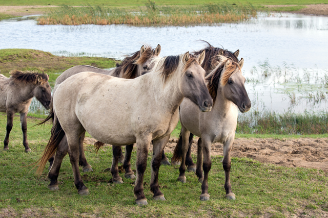 Wandelroute Oostvaardersplassen Wandel Door Nieuw Land De Driehoek