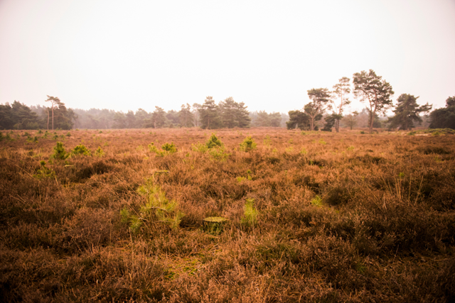 Wandelen In Vlaanderen (België) Antwerpen 5. Landschap De Liereman Kindvriendelijk Natuurgebied