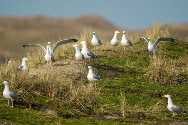 Meeuwen op een heuvel in de duinen.
